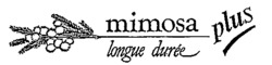 mimosa plus longue durée