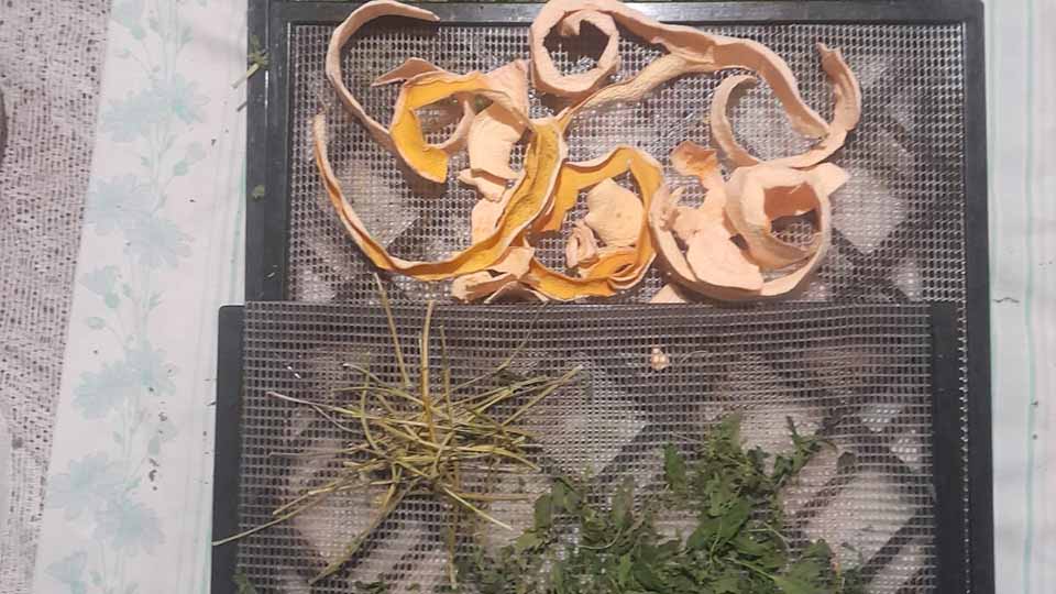 Two dehydrator trays showing fresh green herbs and citrus peels being dried