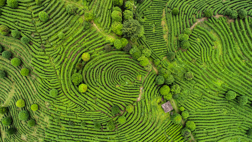 Aerial view of tea fields