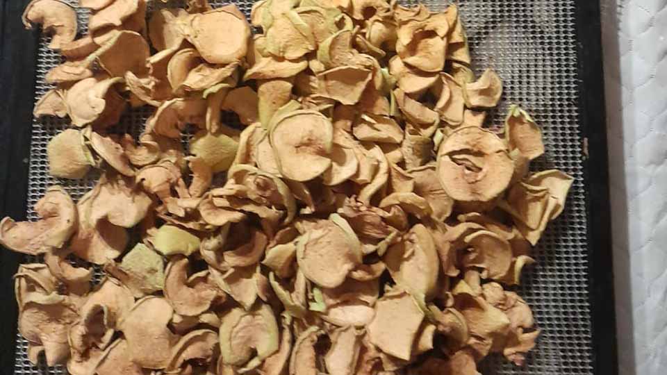 Dehydrated oyster mushrooms piled on a mesh dehydrator tray